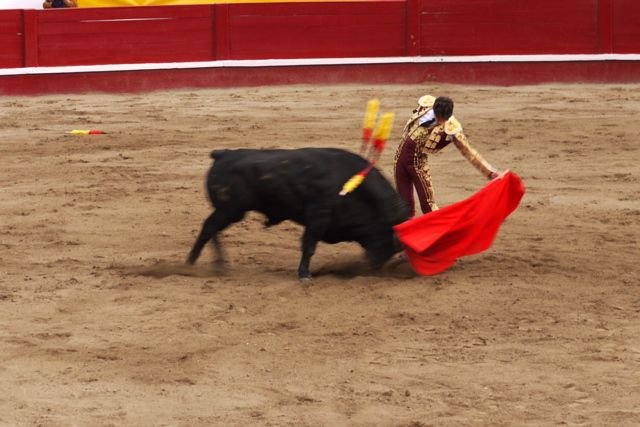 bull fight